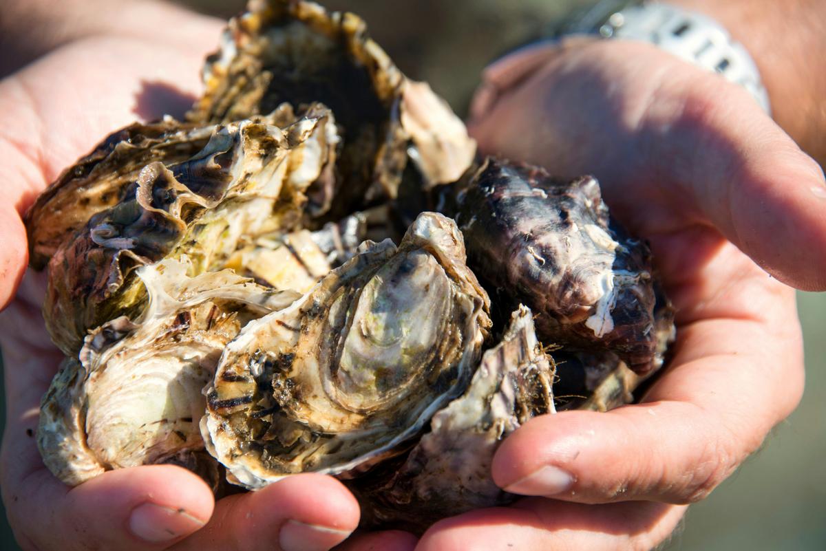 Oysters fresh from our farm