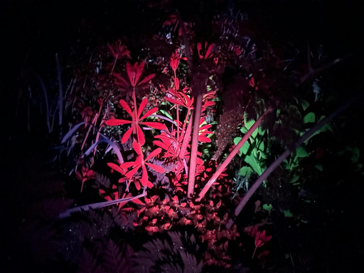 Red and green glowing plants