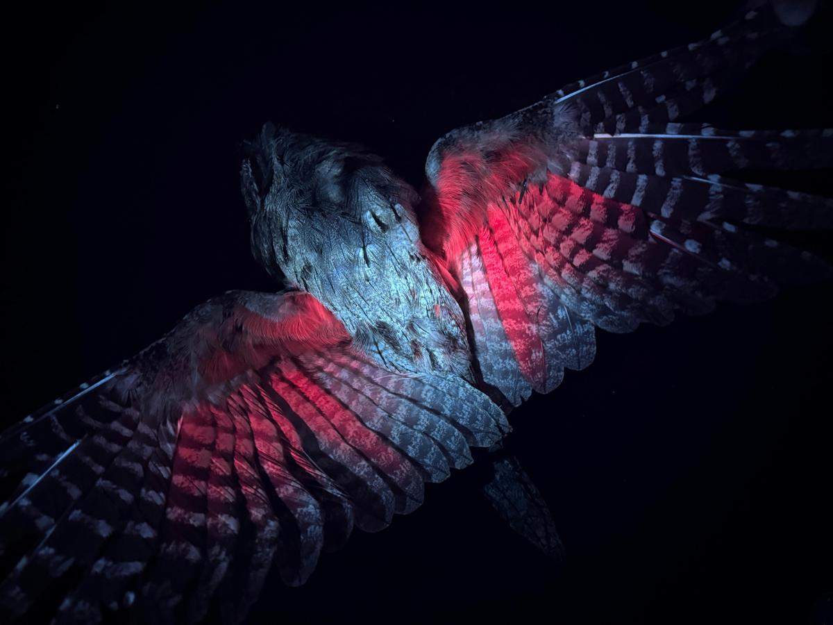 Tawny Frogmouth glowing