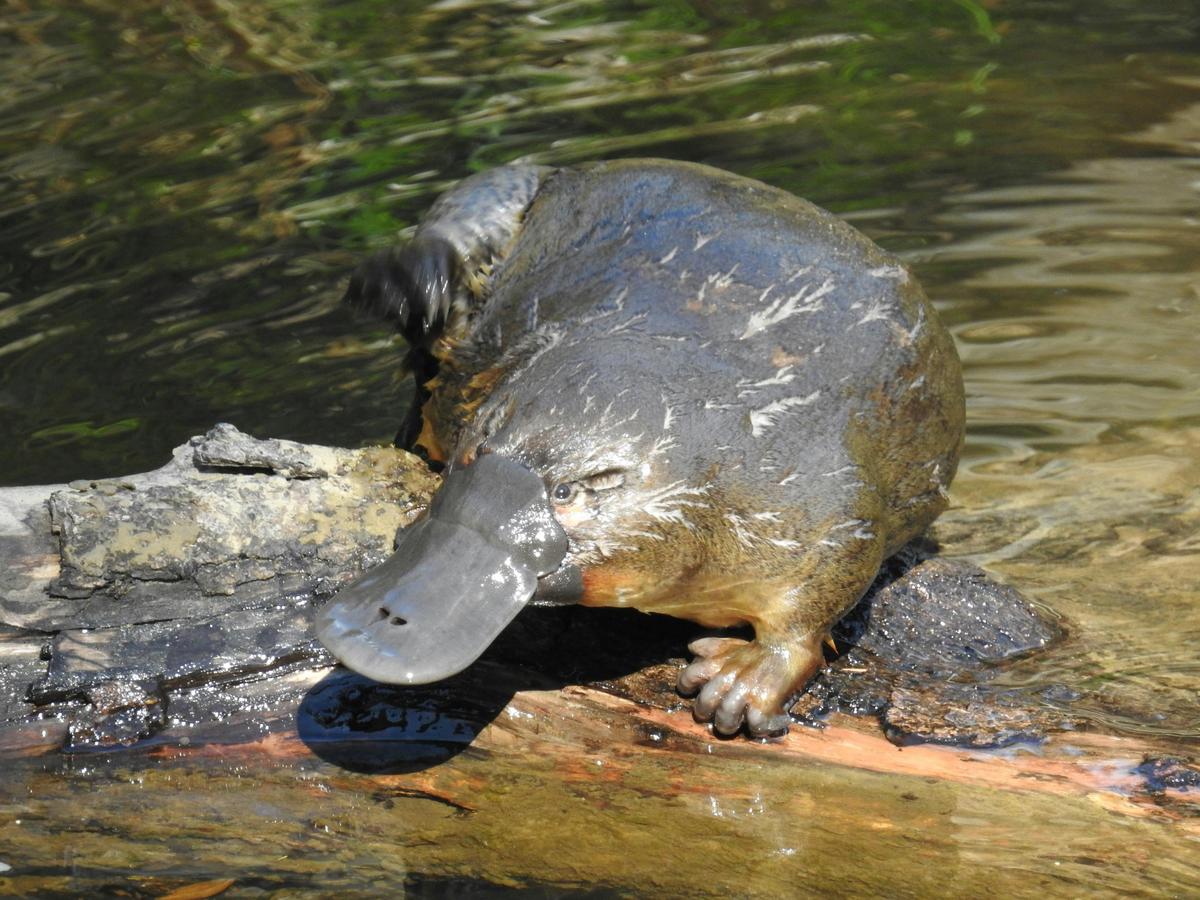 Platypus - Inala Nature Tours