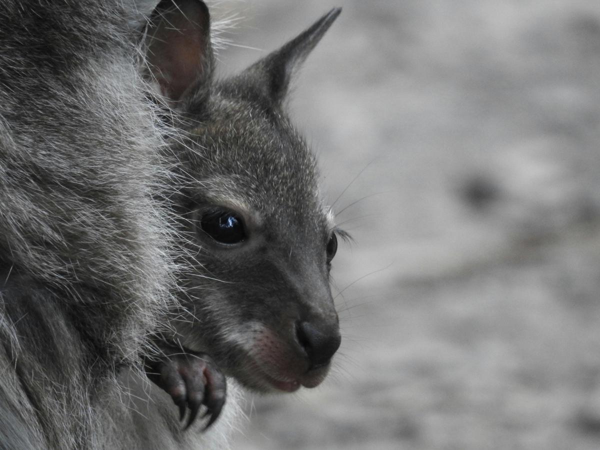 Bennetts Wallaby Joey