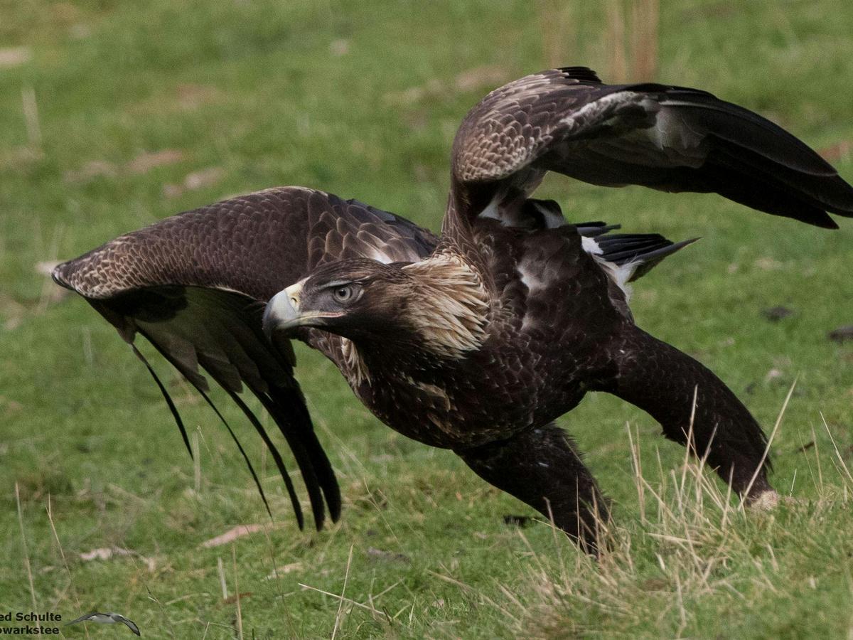 Inala Nature Tours