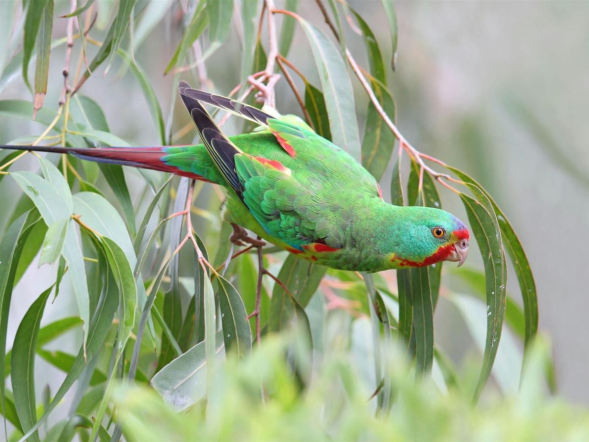 Inala Nature Tours