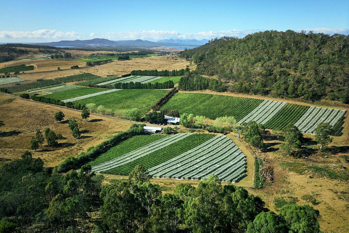 Freycinet Vineyard - 16 hectares of hand picked vines, including some of the oldest in the region