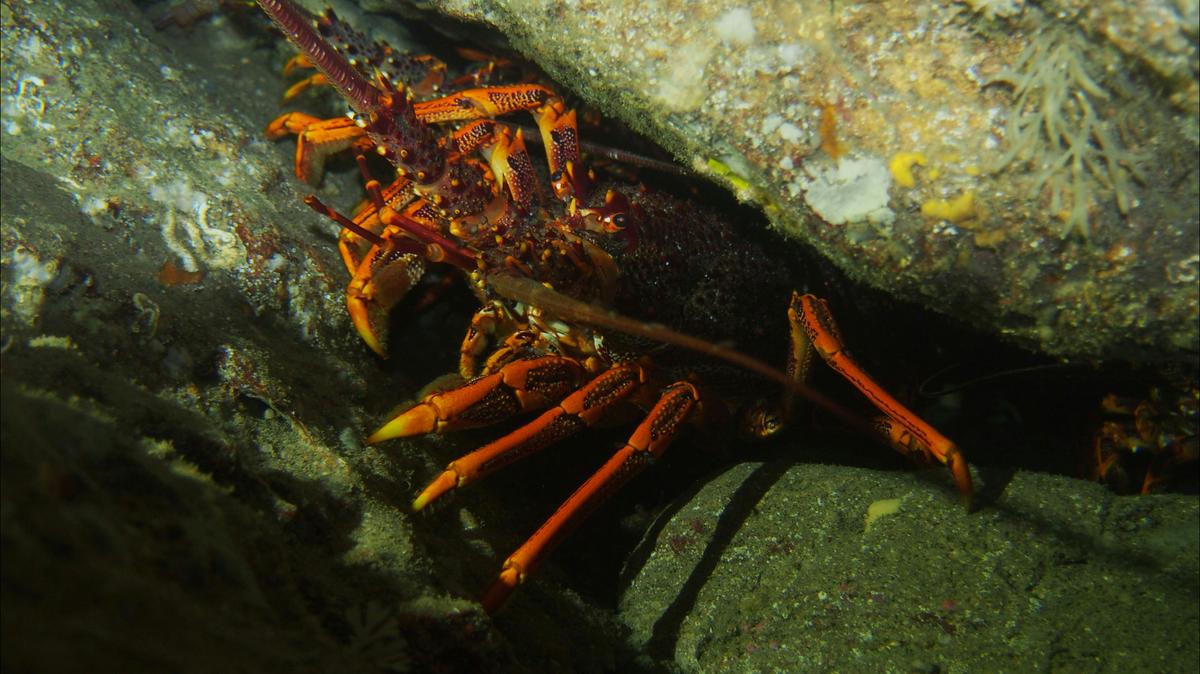 Southern Rock Lobster - Crayfish