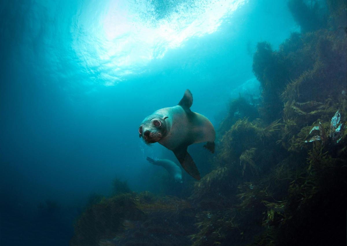 Fur Seal