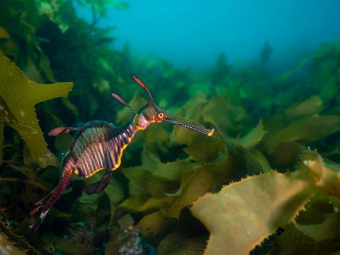 Go Dive Tasmania