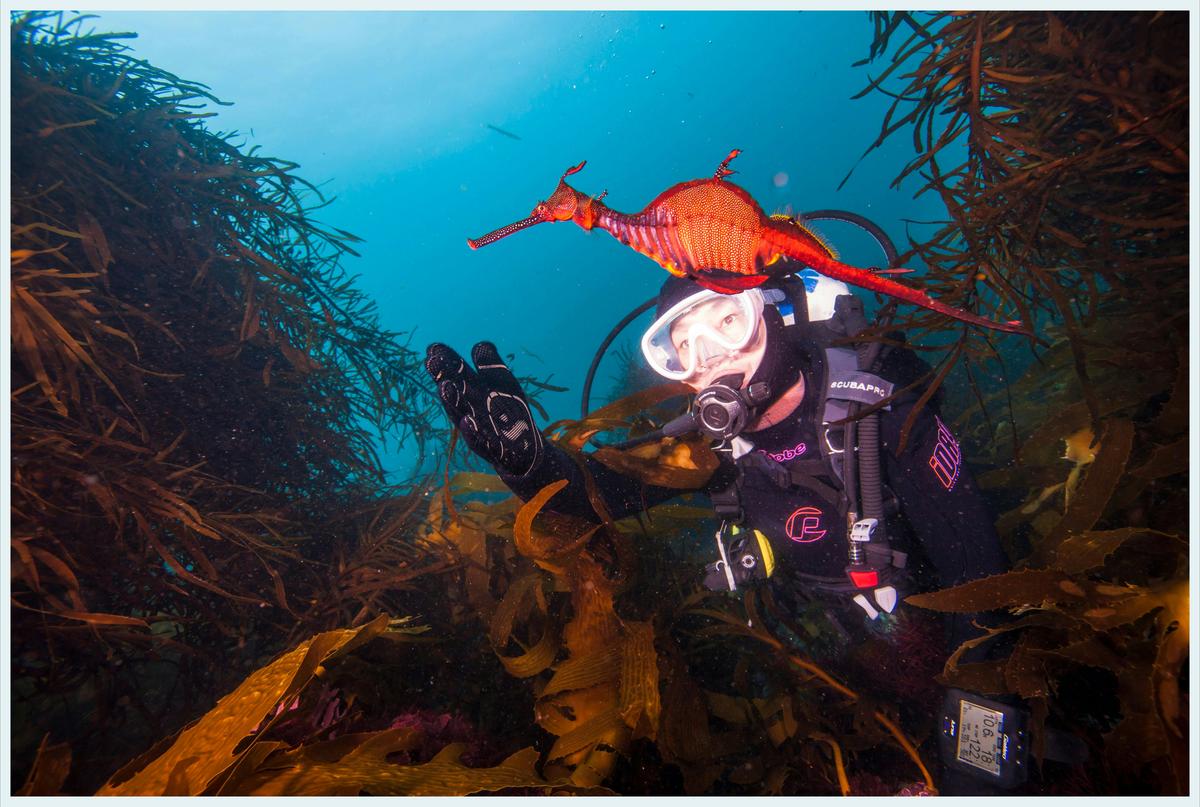 Weedy Sea Dragon