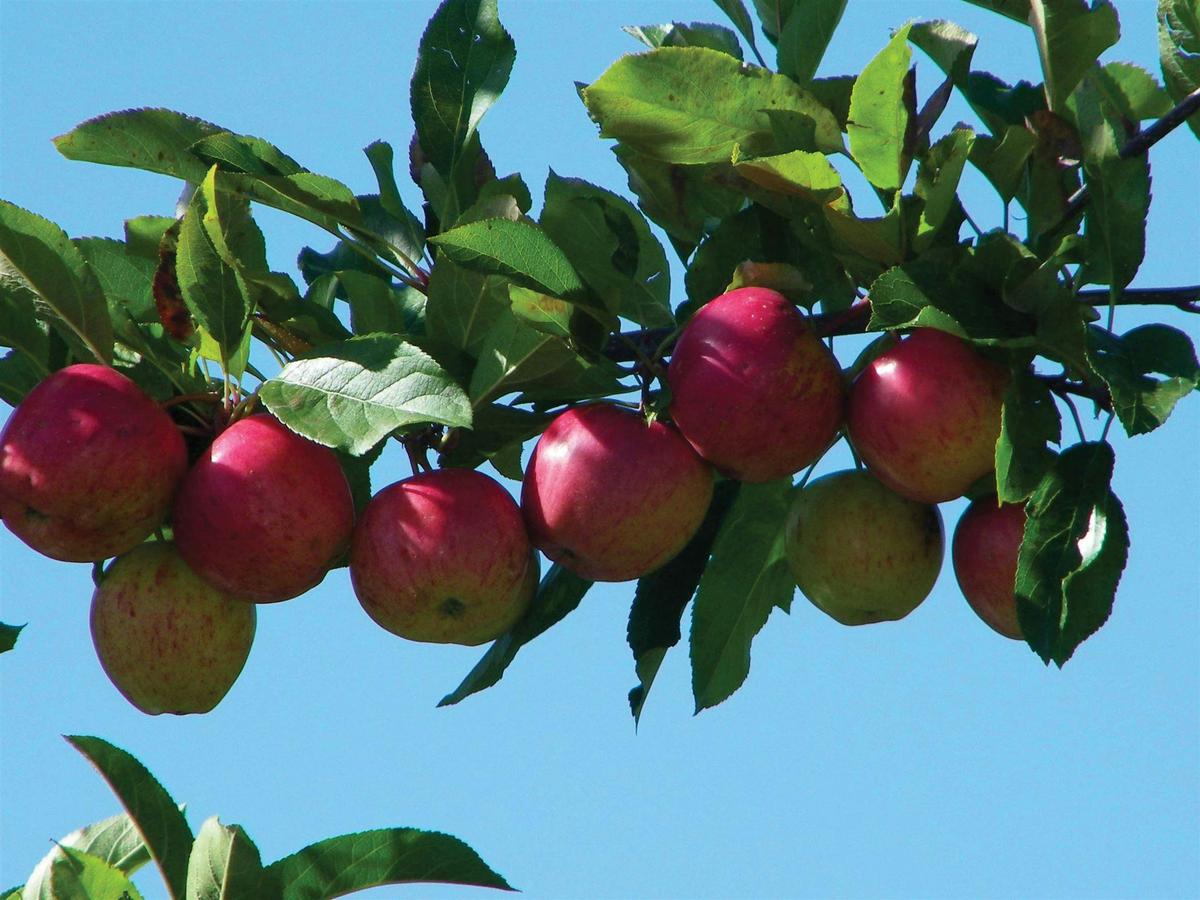 Apple orchard