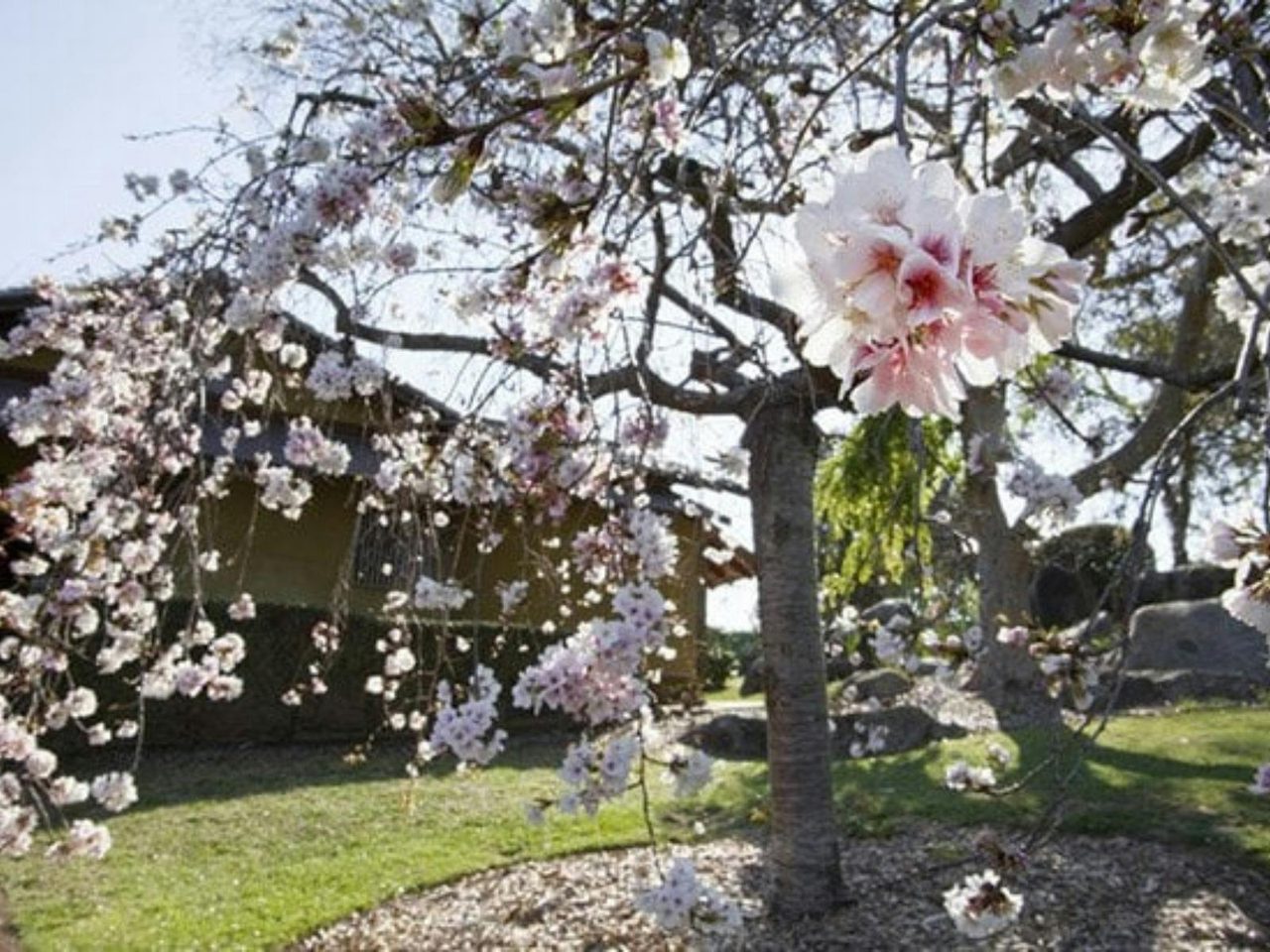 Sakura Avenue