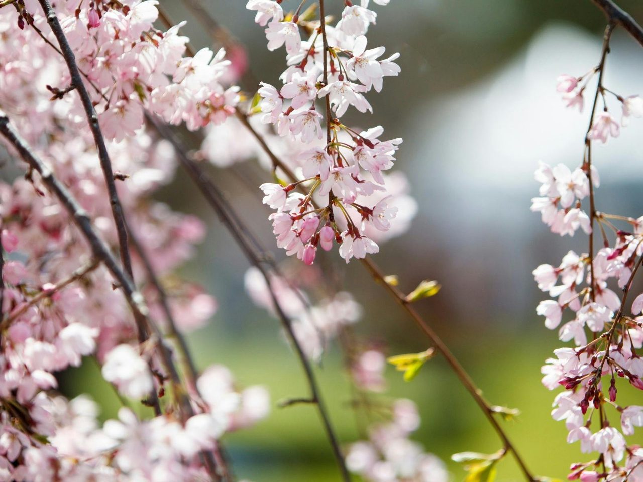 Sakura Avenue