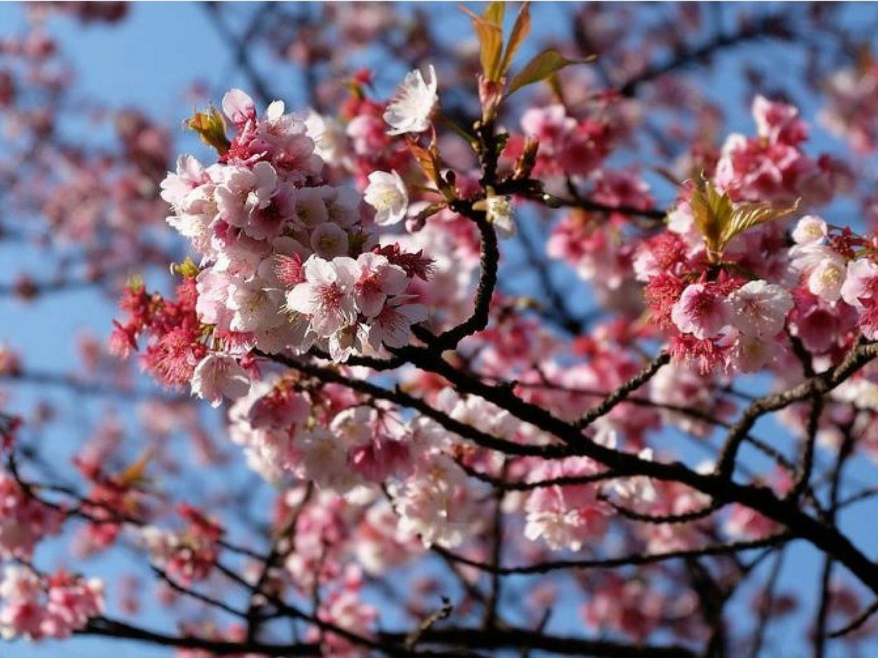 Sakura Avenue
