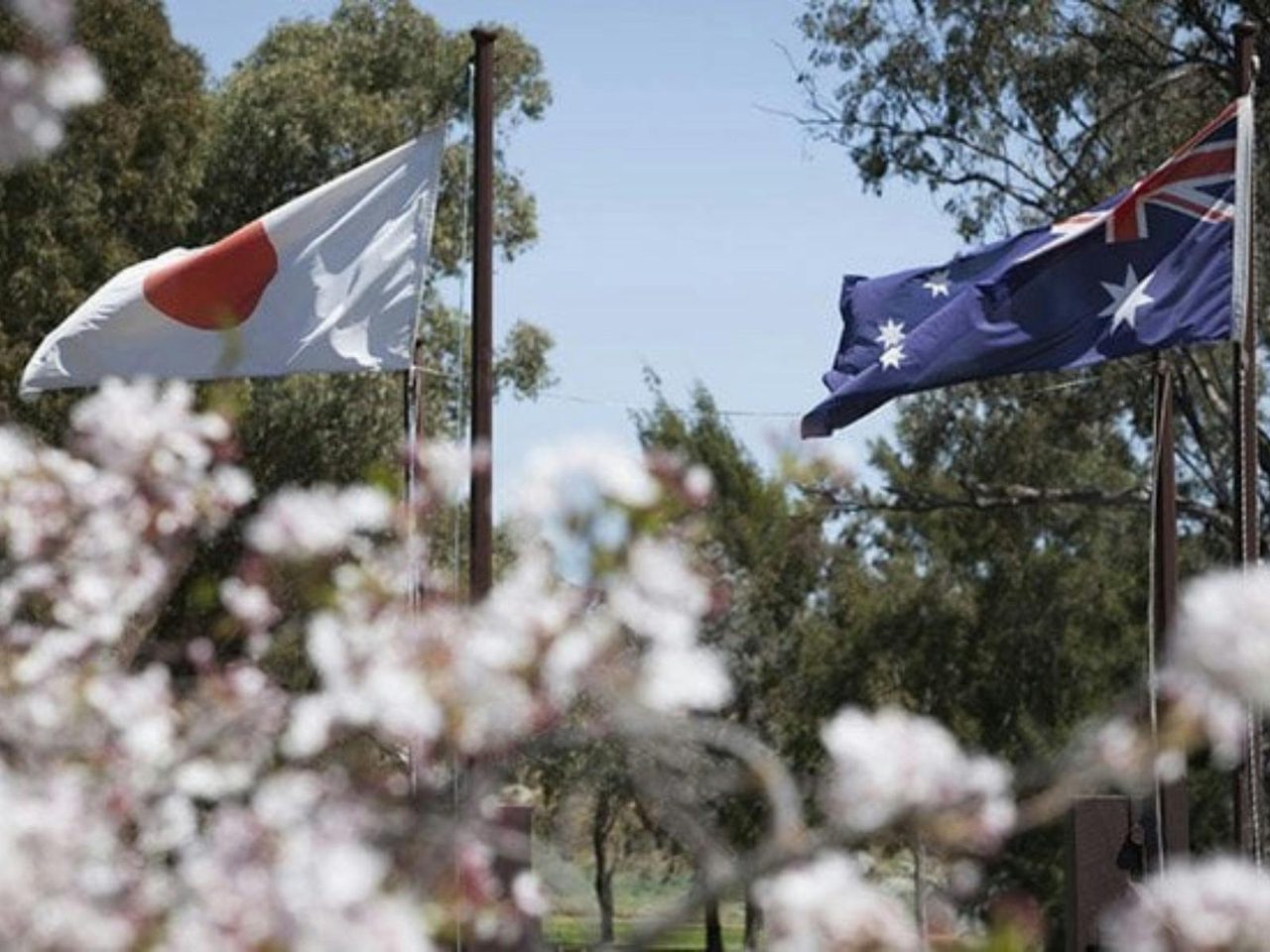 Sakura Avenue