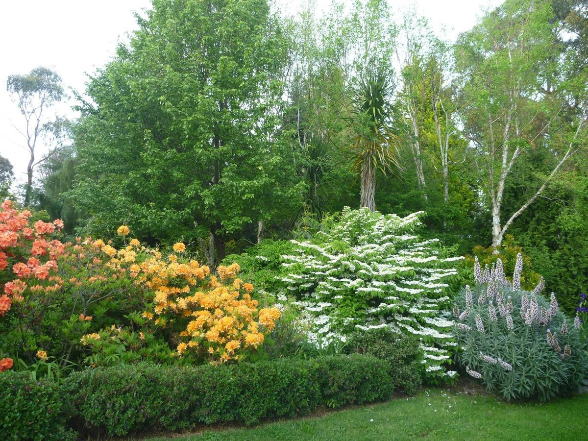 Mollis Azaleas, Viburnum Plicatum,