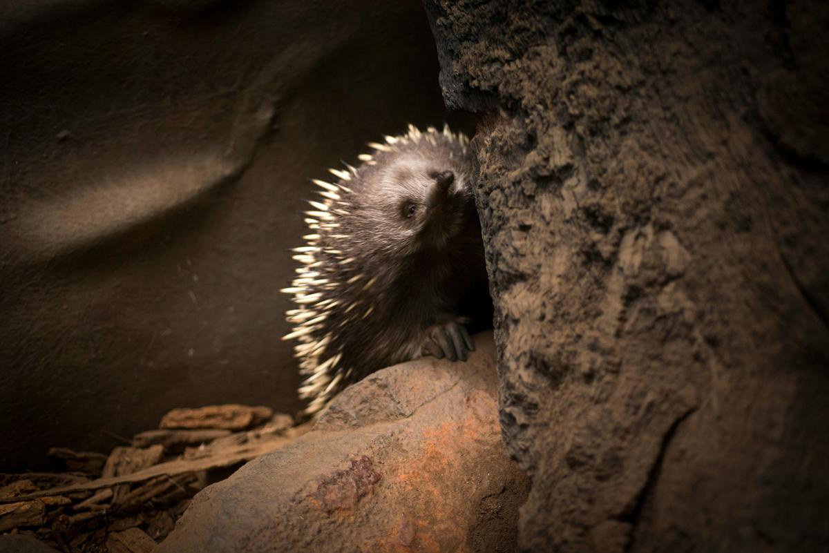 Echidna at Platypus House