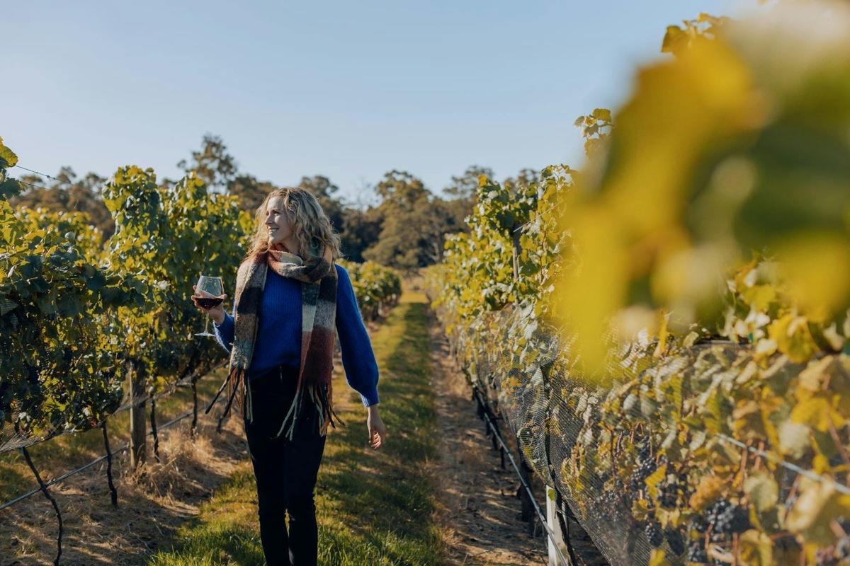 Vineyards West Tamar Region