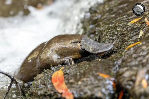 Hobart Rivulet Platypus