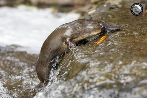 Secret World of Hobart Rivulet Platypus