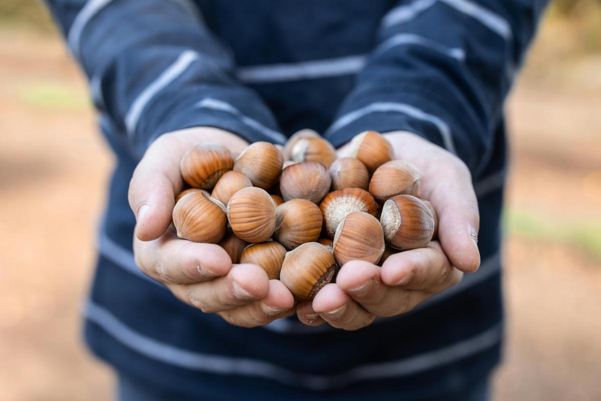 Handful of Hazelnuts