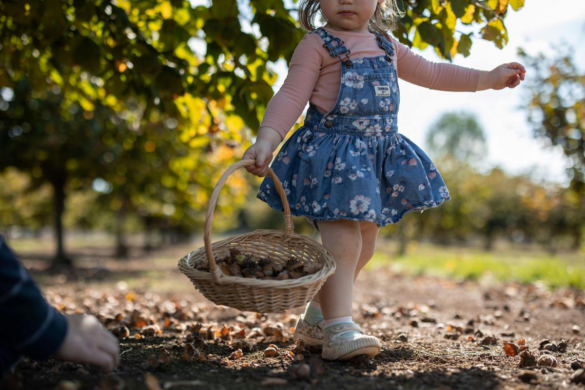 Pick your own Hazelnuts at Hazelbrae