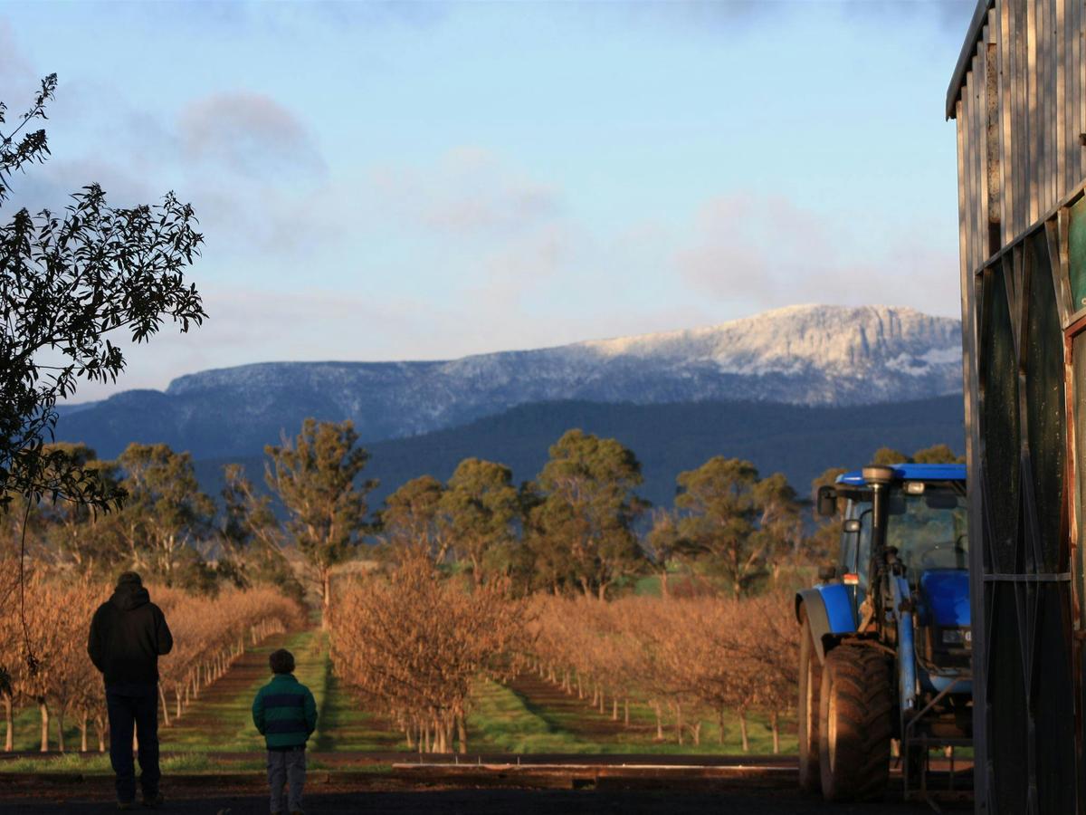 Farmer and Son in the Hazelnut Orchard