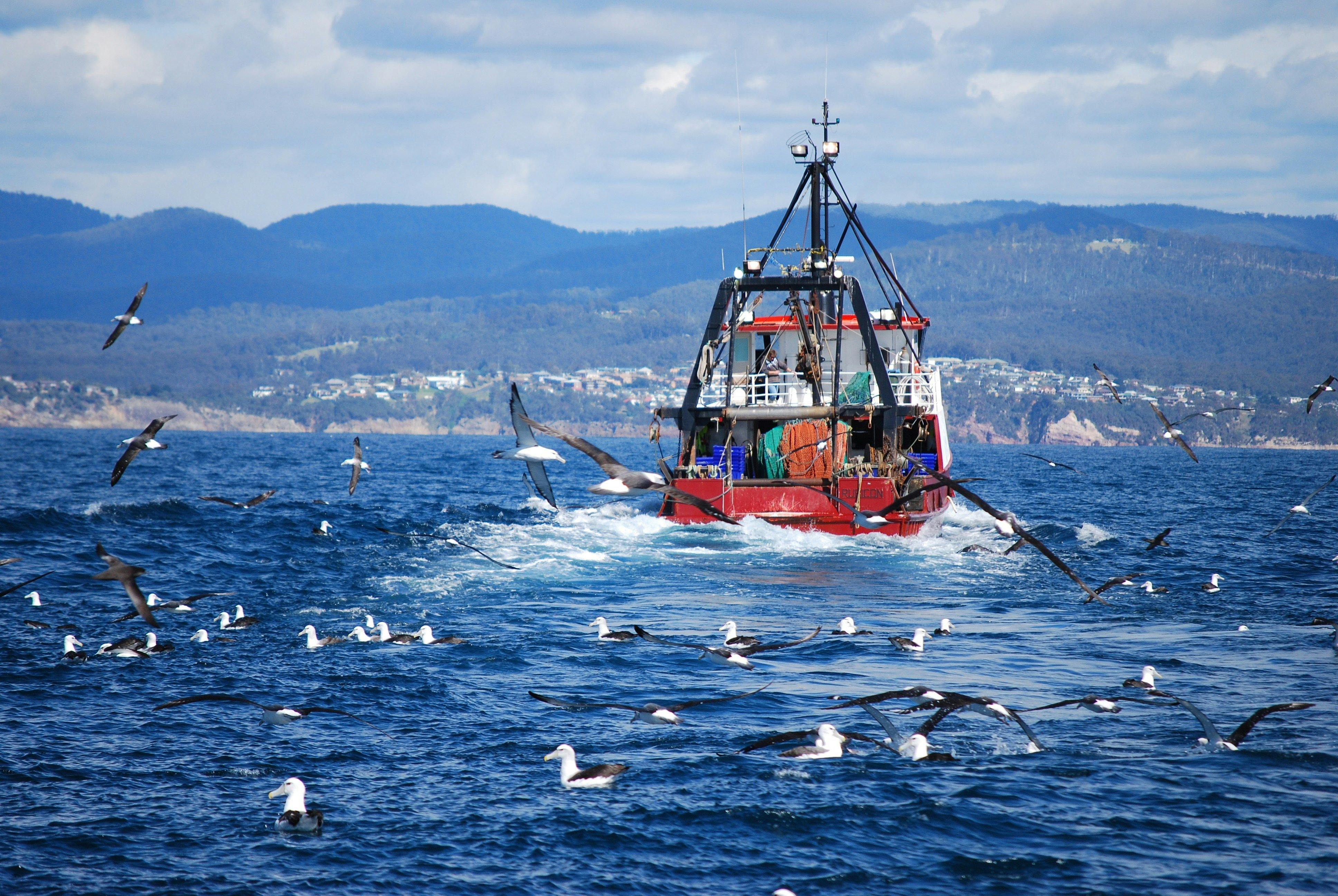 Albatrosses chasing breakfast