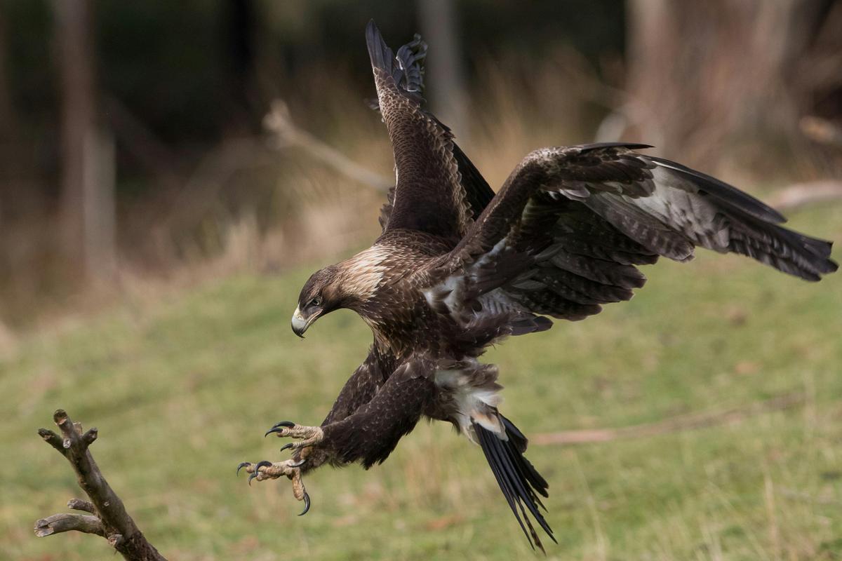 Wedge Tailed Eagle
