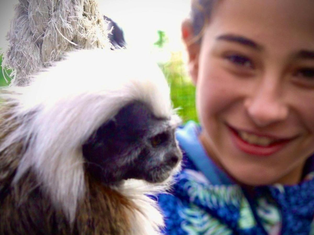 Cotton-Top Tamarin Encounter