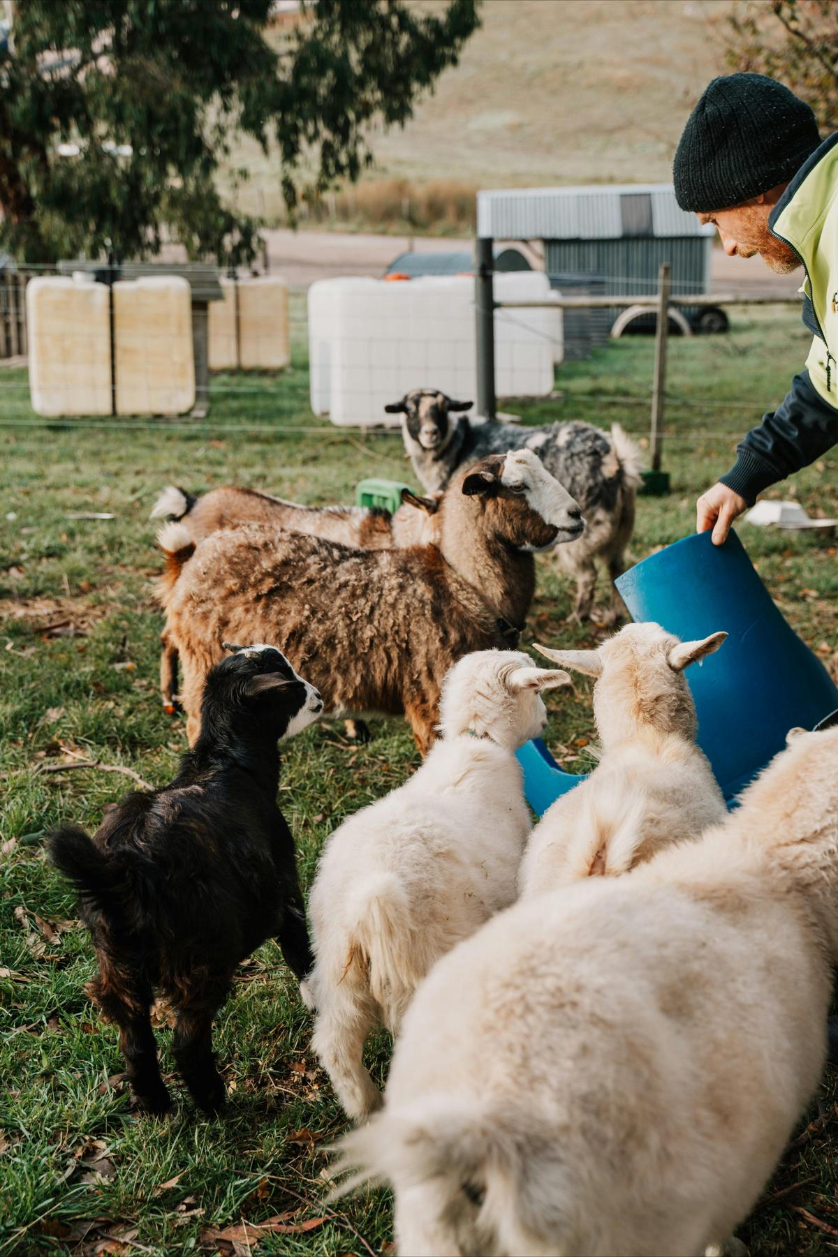 The morning feed round