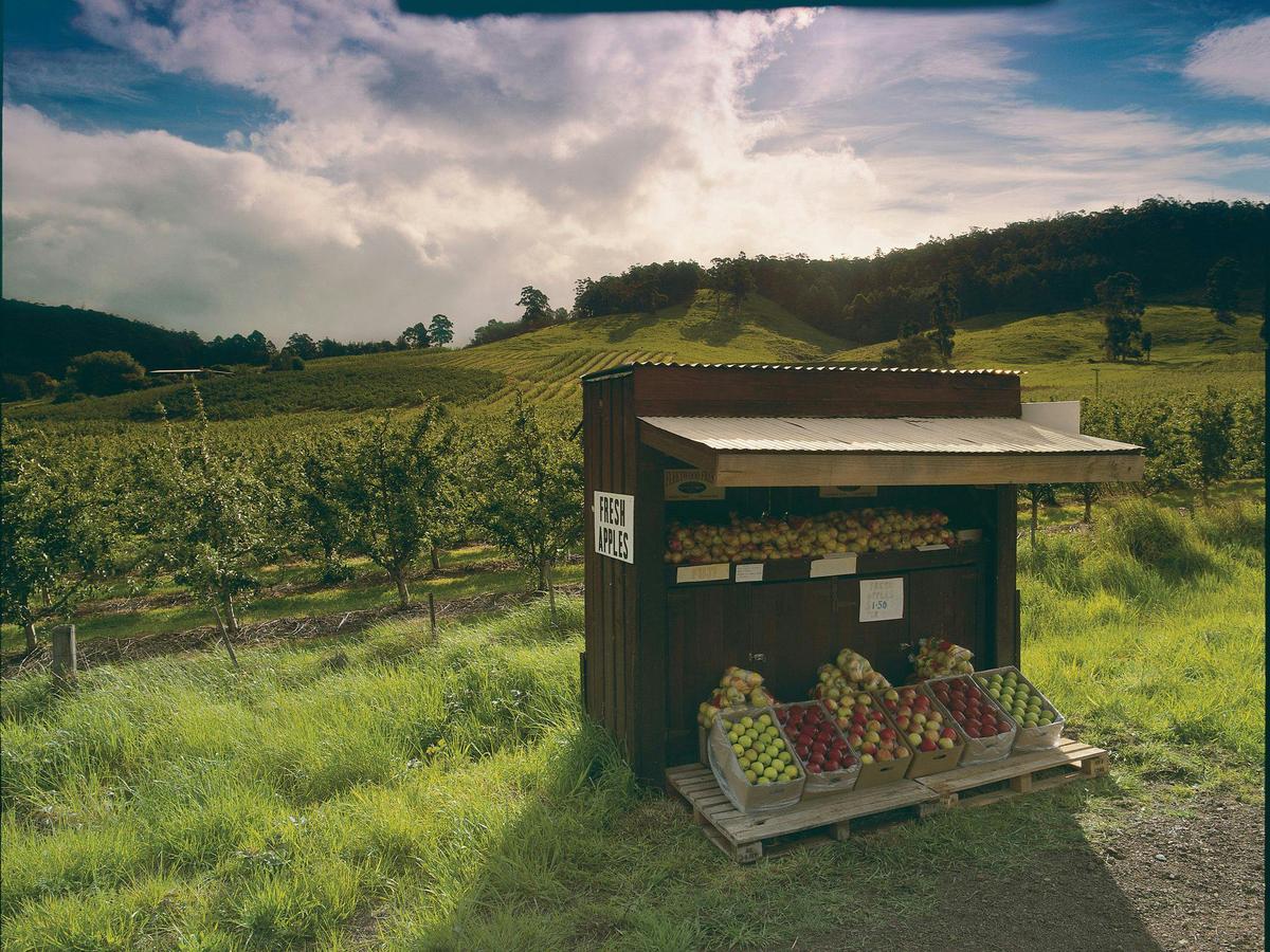 Apples for sale - Huon Valley