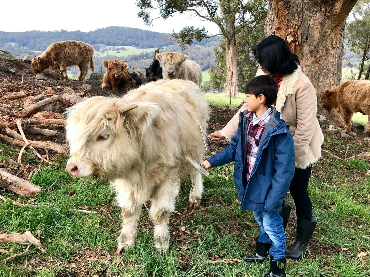 Sam loves being brushed by visitors. He's a friendly Highland calf.