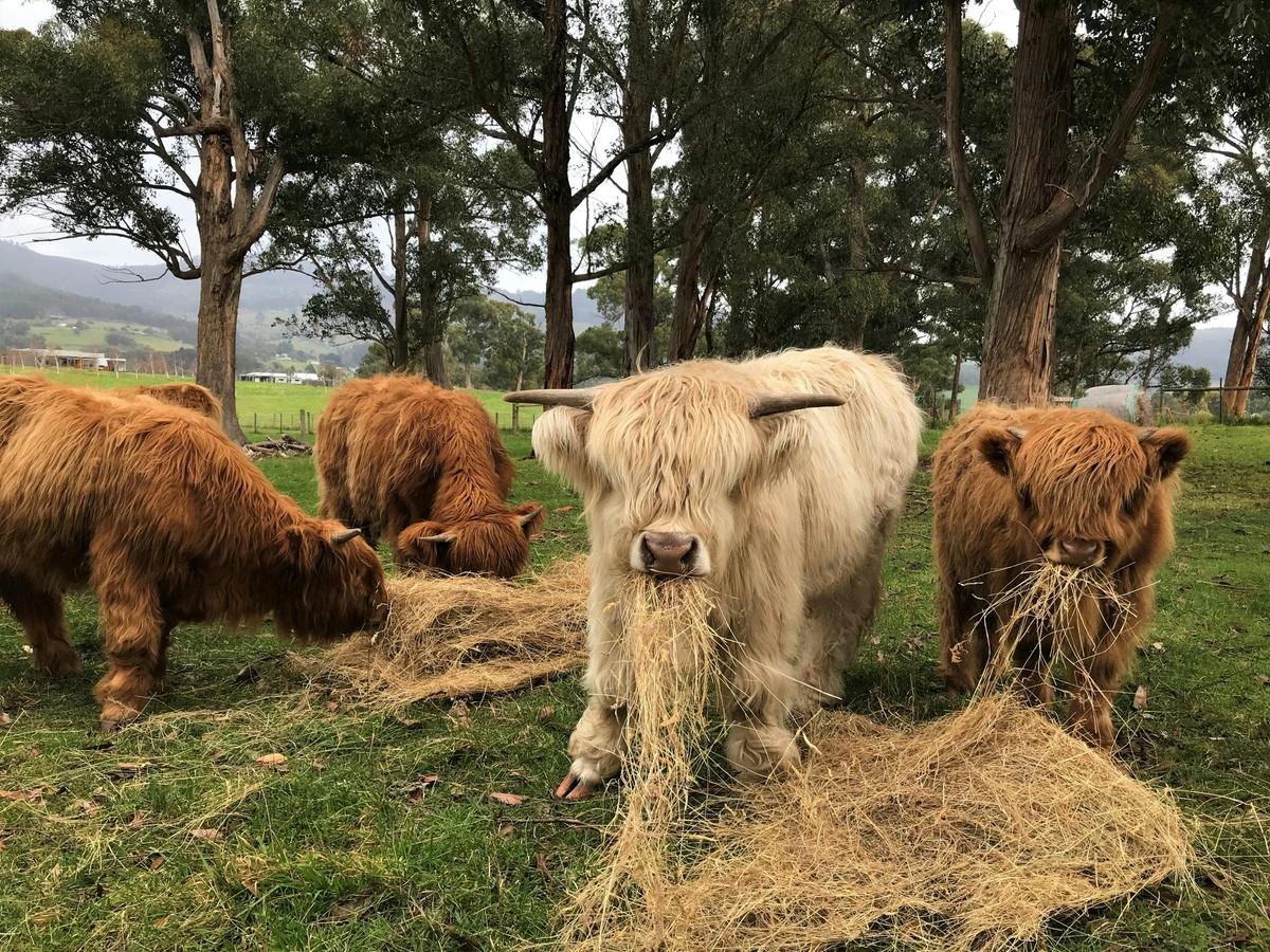 Highland Getaway ATV farm tour