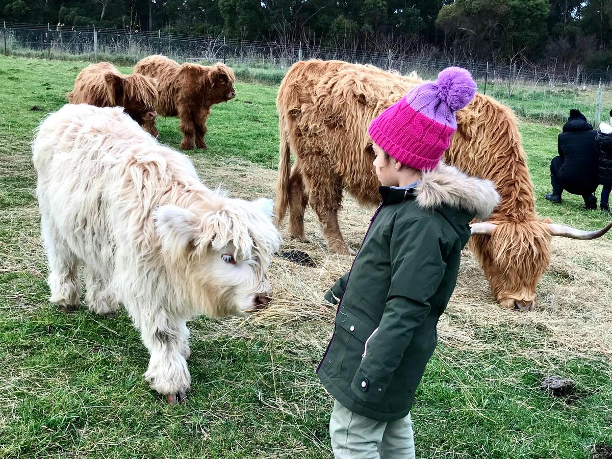 Kids love feedings the calves