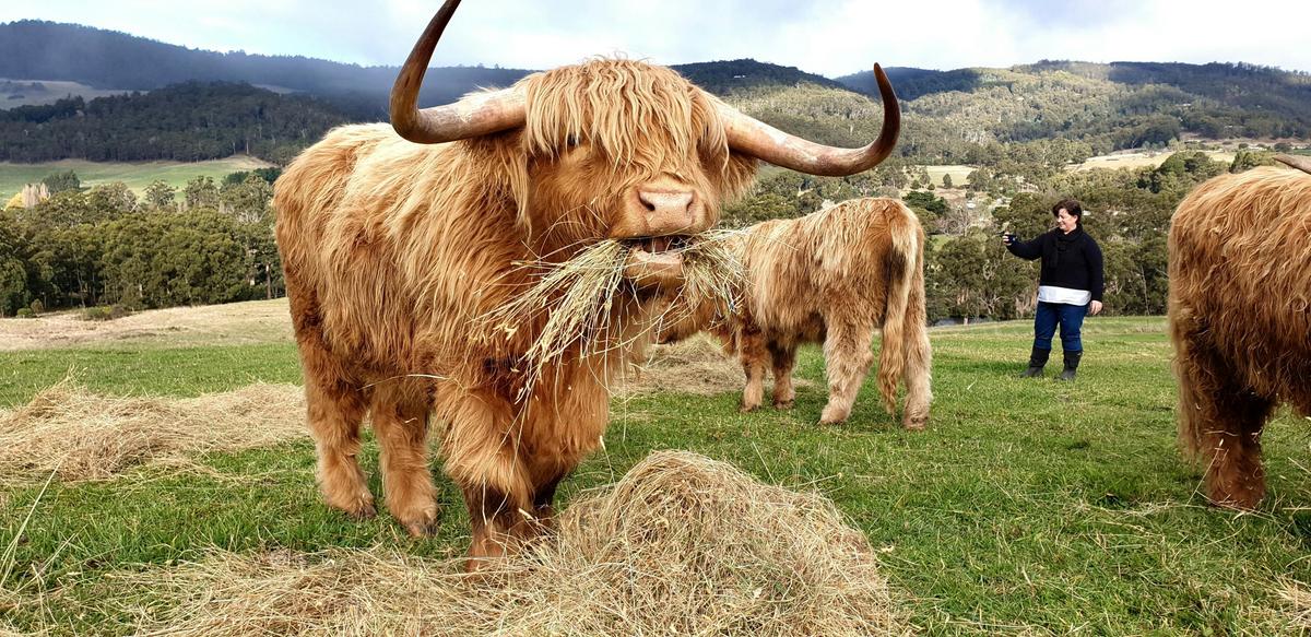 Happy highlands