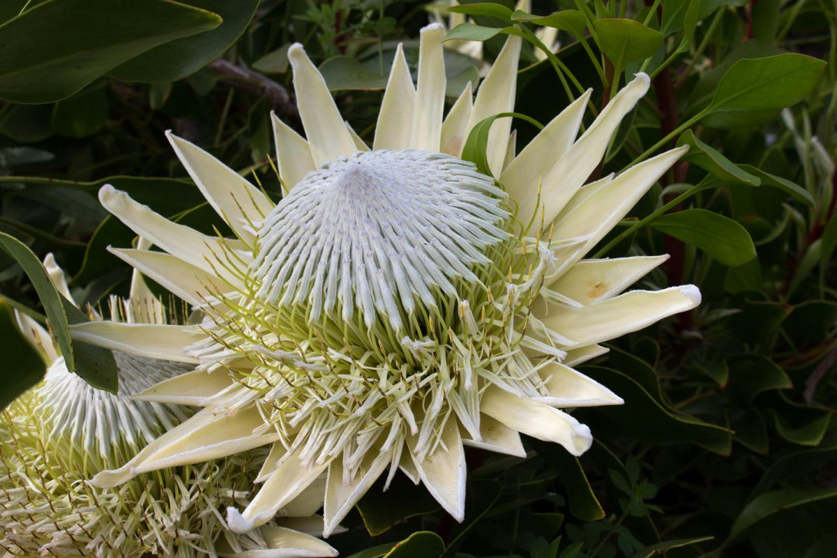 Inala Jurassic Garden