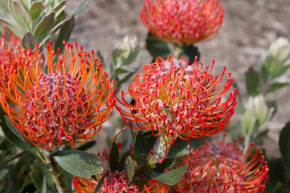 Inala Jurassic Garden