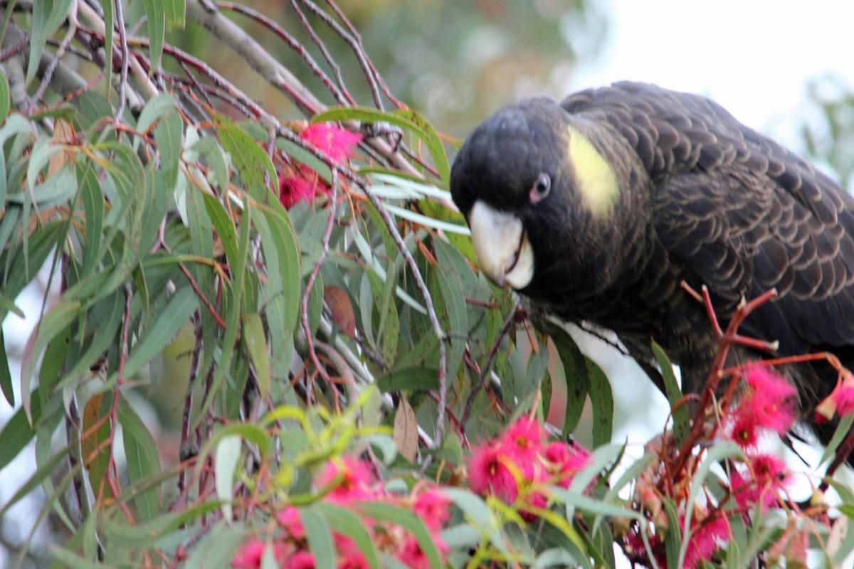 Yellow Tailed Black Cockatoo