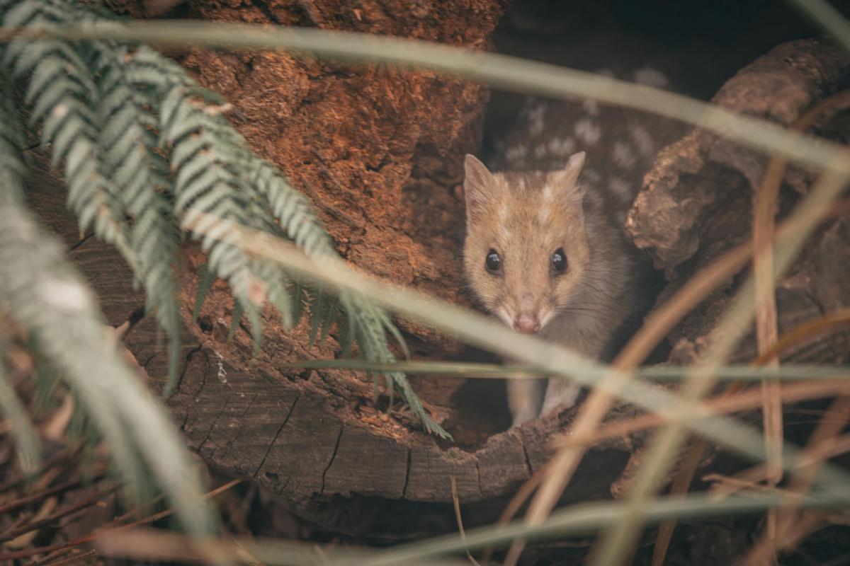 Tasmania Trowunna Wildlife Sanctuary spotted quoll