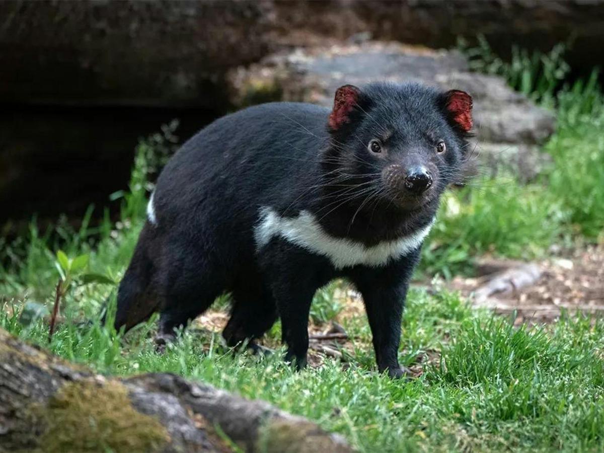 Premium Tasmania