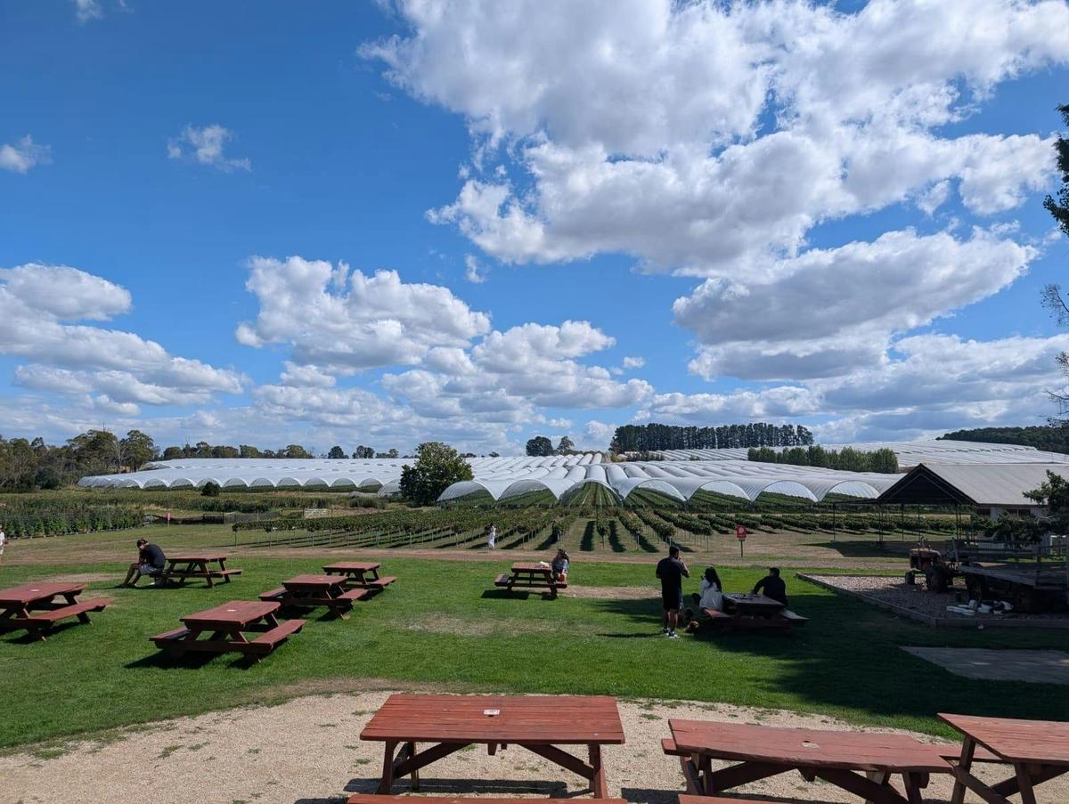 View of Hillwood Berries Farm and the cafe Pick Your Own Area