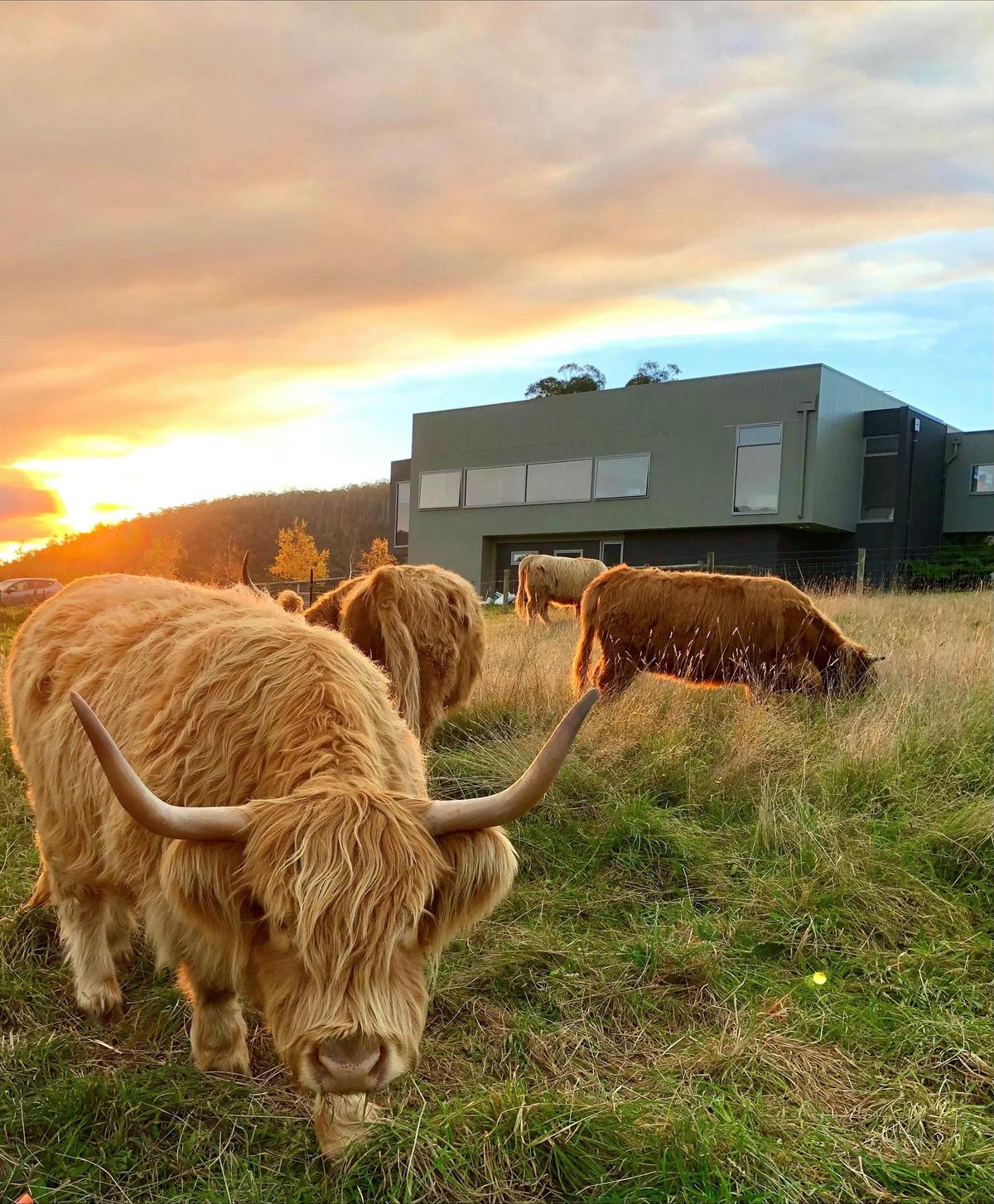 Highlands in the paddock