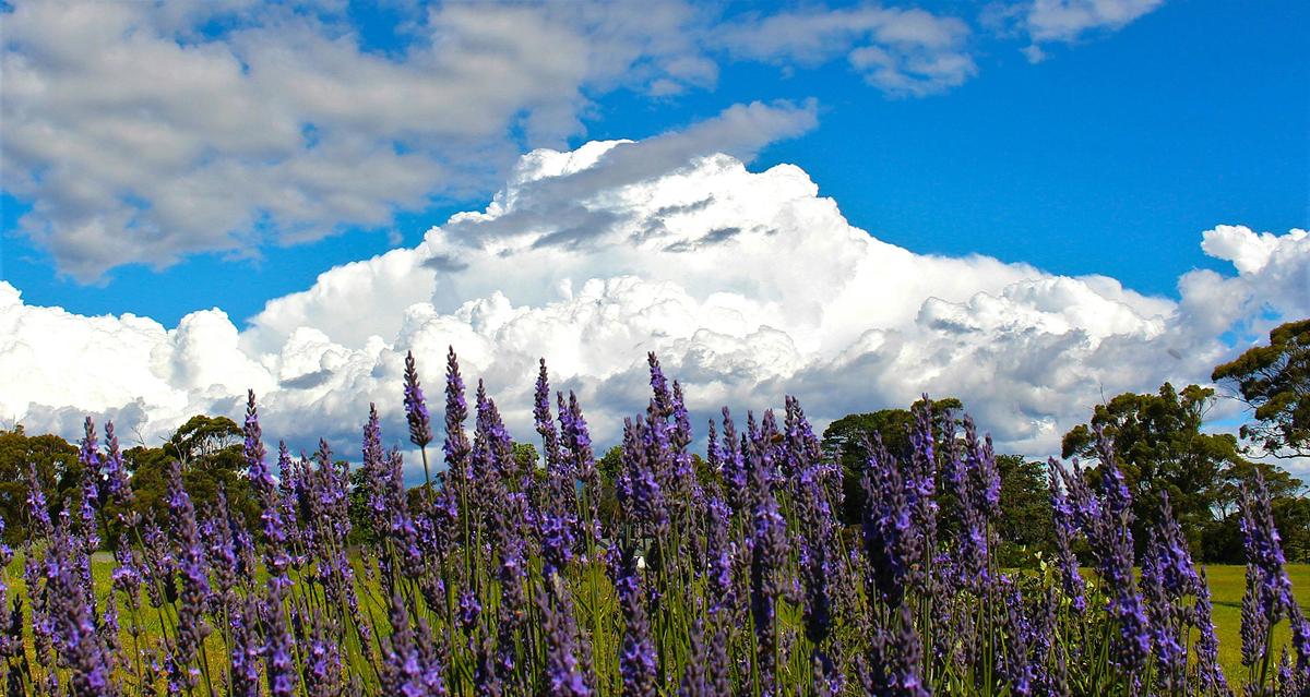 Beautiful cloud over Lavender at Lavender House Perfumery
