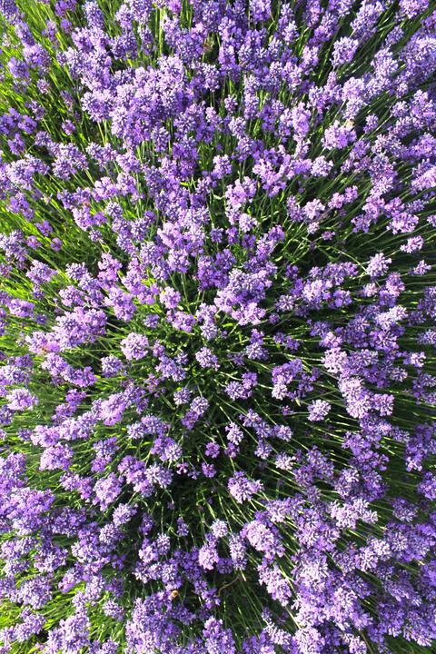 Lavender House Perfumery
