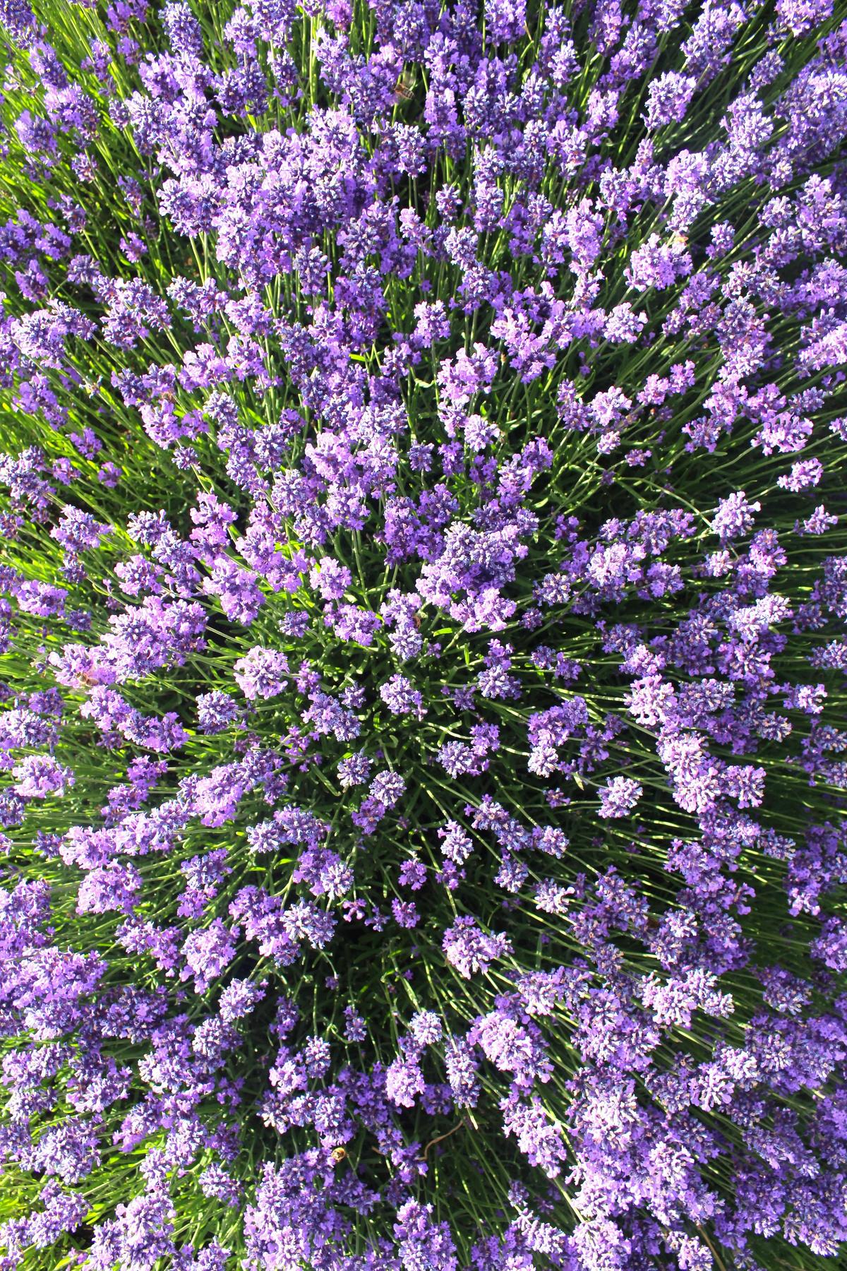English Lavender flowers