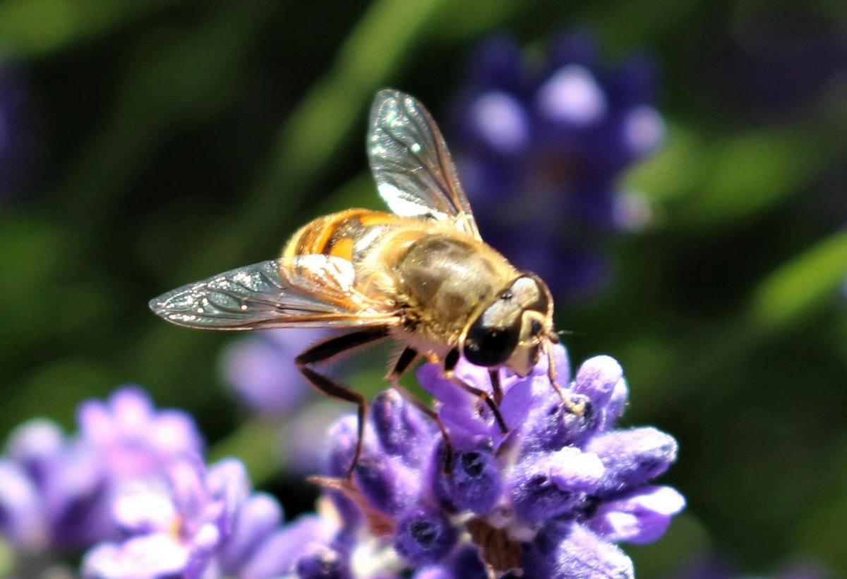 lavender house perfumery bee wearing sunglasses