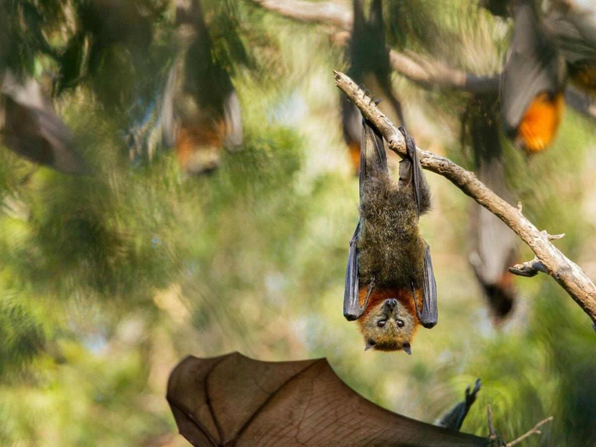 Flying Fox at Spring Creek