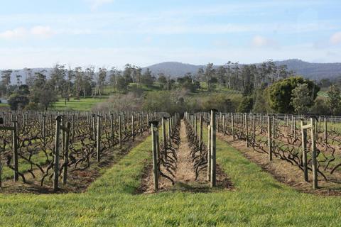 Iron Pot Bay Vineyard
