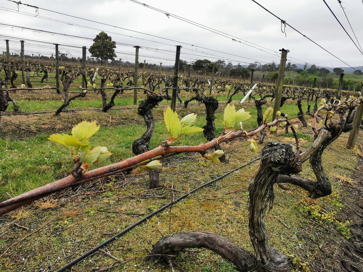 The start of Vintage 2024 - shoots!