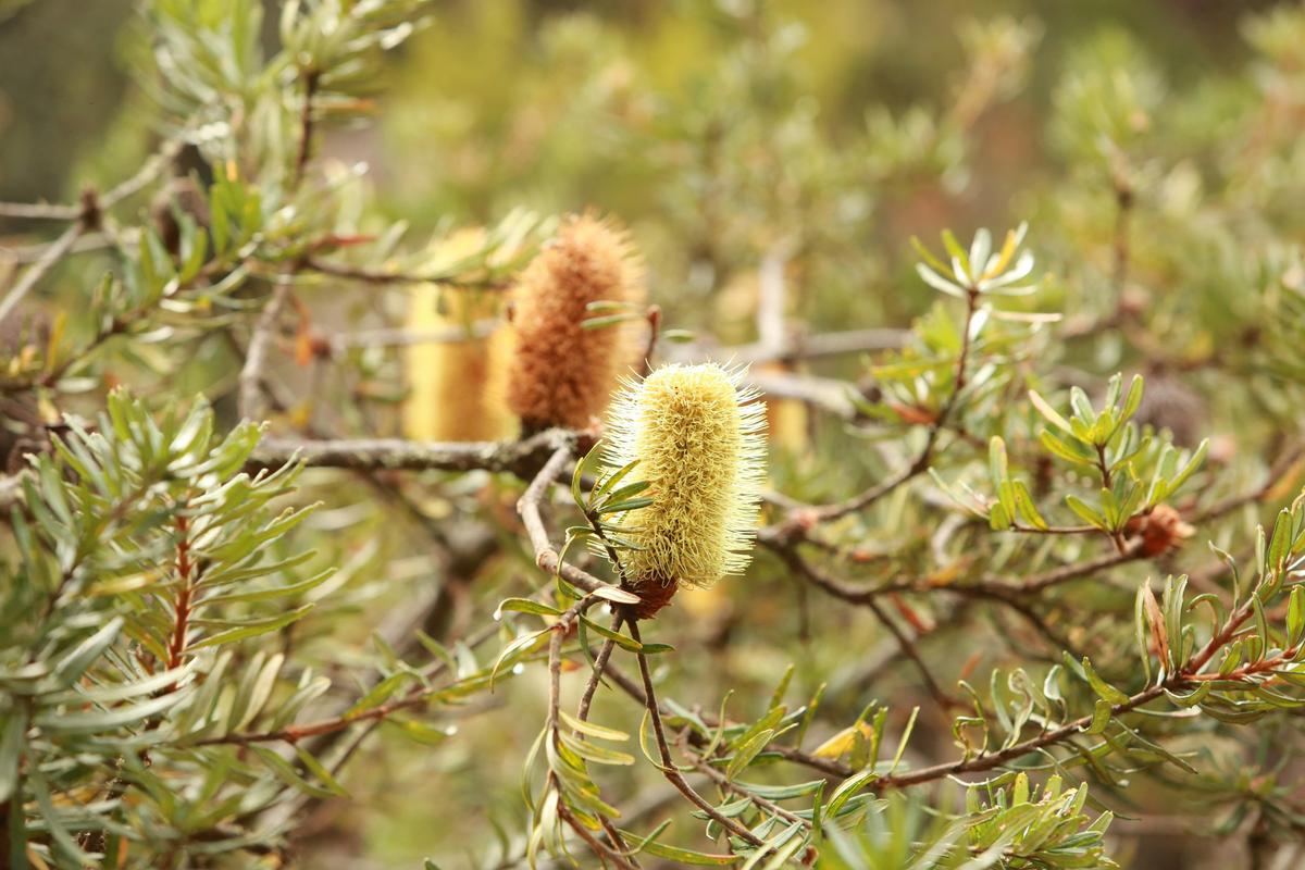 From Hobart: Mt Wellington Morning Walking Tour
