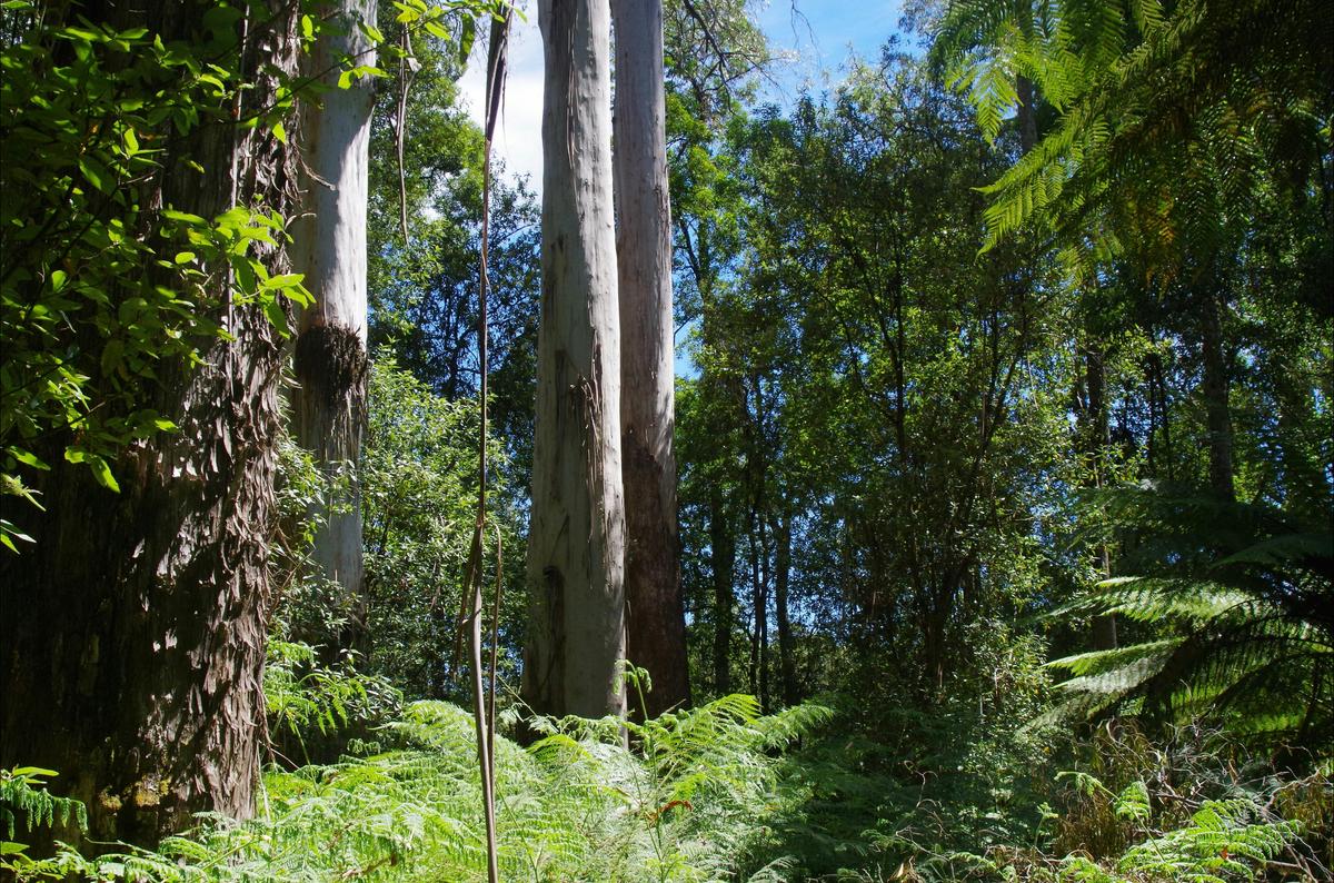 Leven River Picnic Cruise